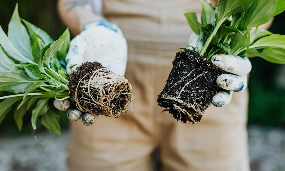 Banánové slupky: skrytý poklad pro udržitelné zemědělství