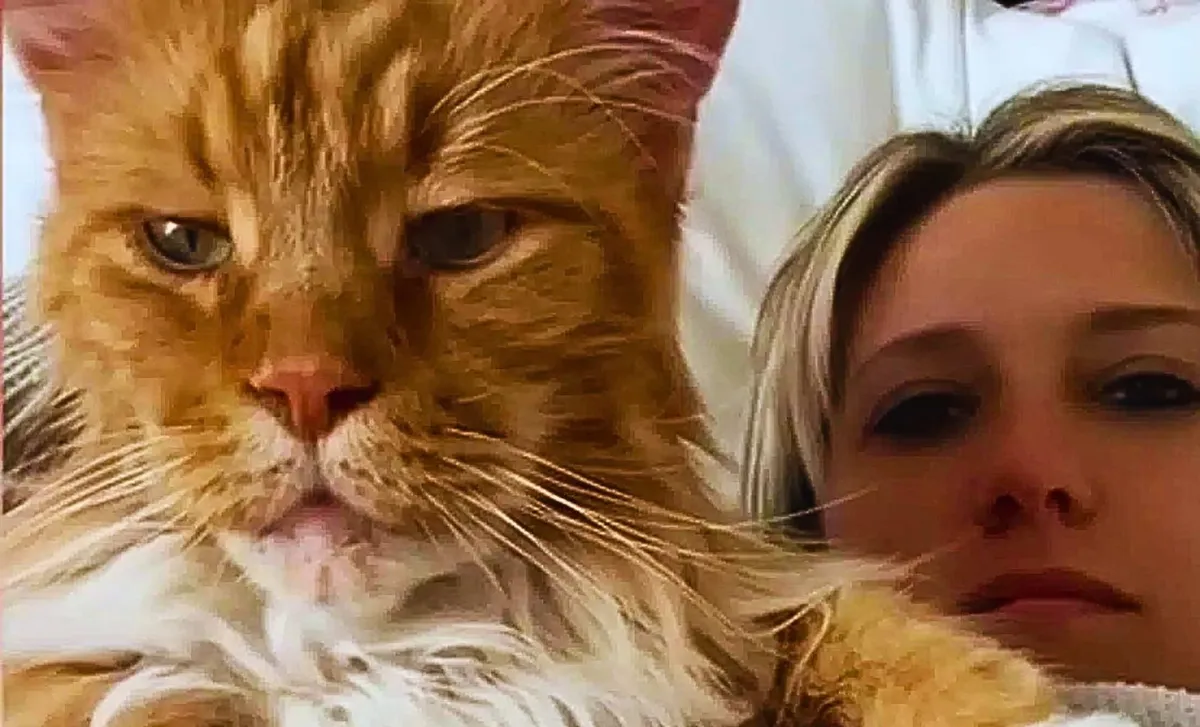 Finn, „něžný obr“ z Kalifornie — místní senzace na čtyřech tlapkách