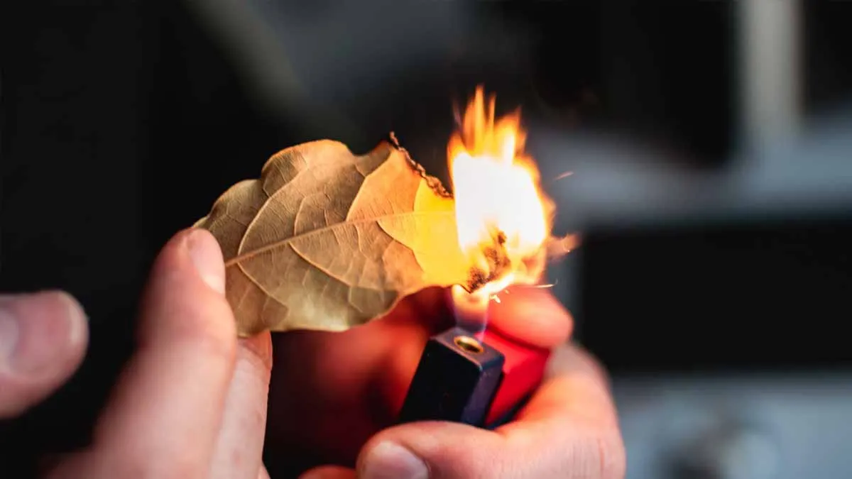 Pálení bobkových listů jako cesta ke klidu a pohodě