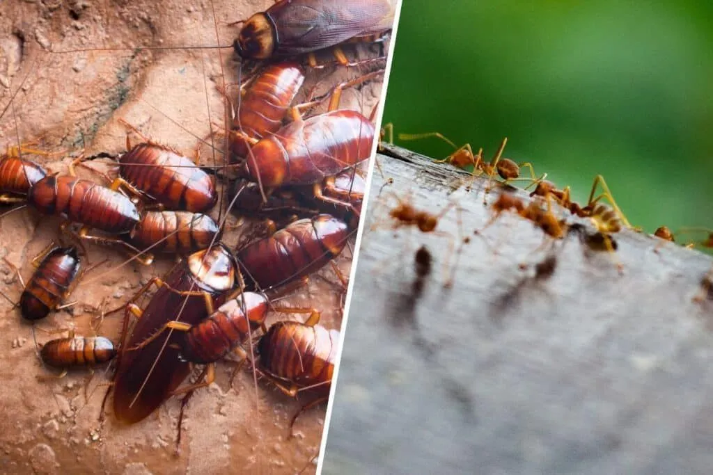 Najděte nejúčinnější přírodní odpuzovač proti domácím škůdcům