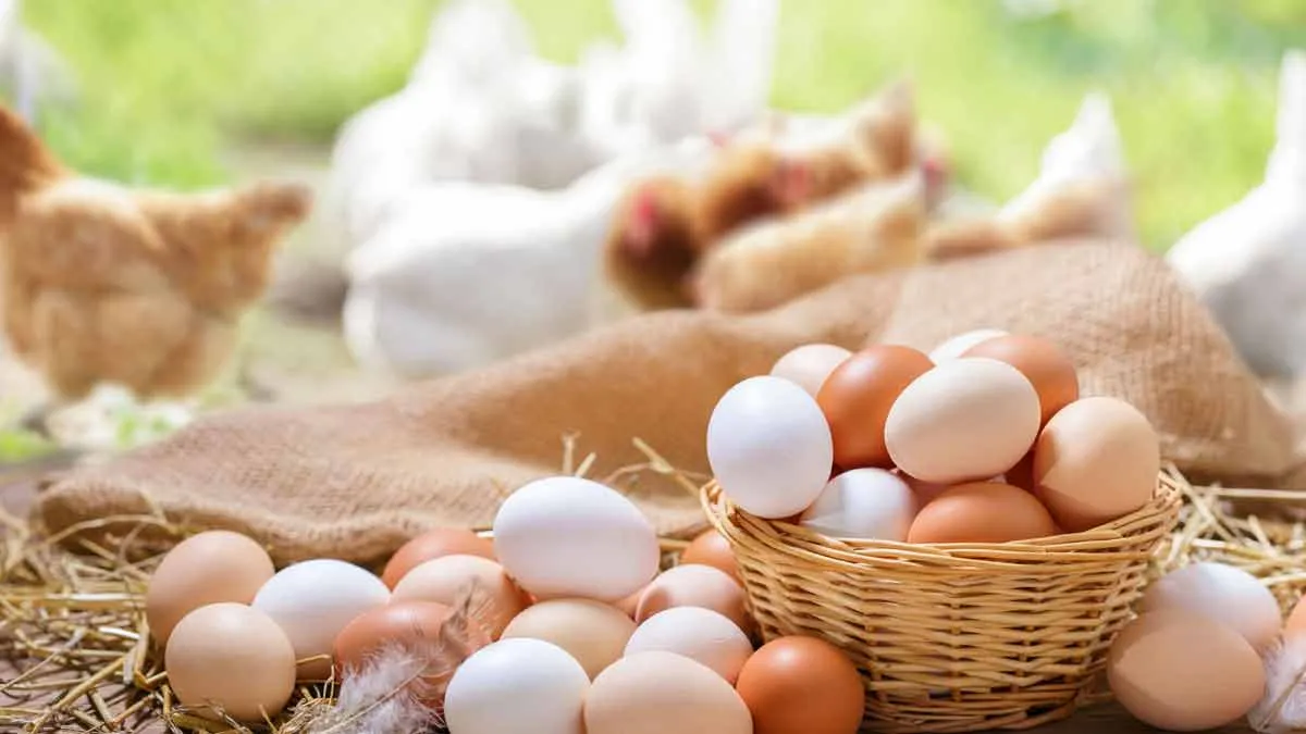 Fascinující svět vajec: Opravdu záleží na barvě skořápky?
