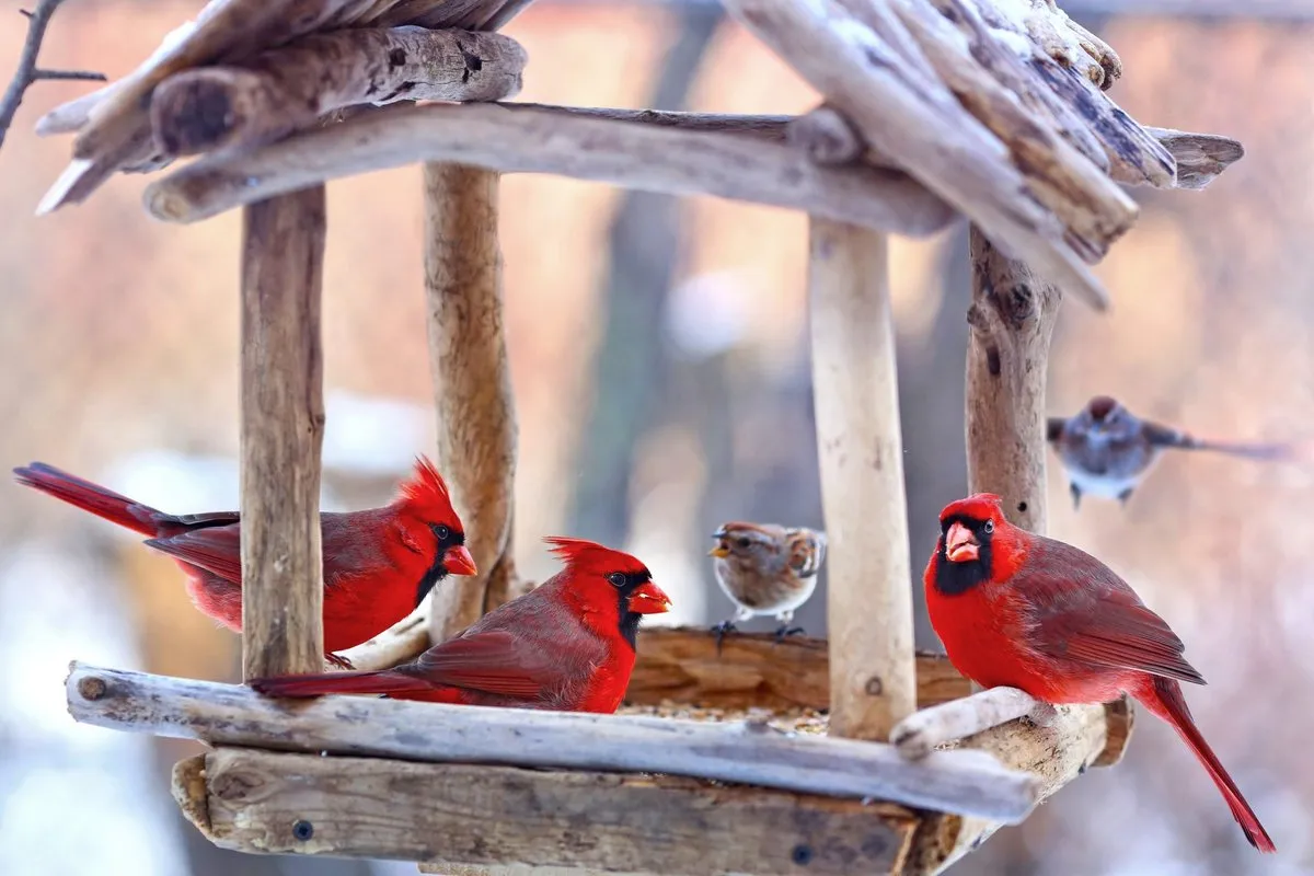 Tajemství rozinek: jak udržet červenky v zimní zahradě
