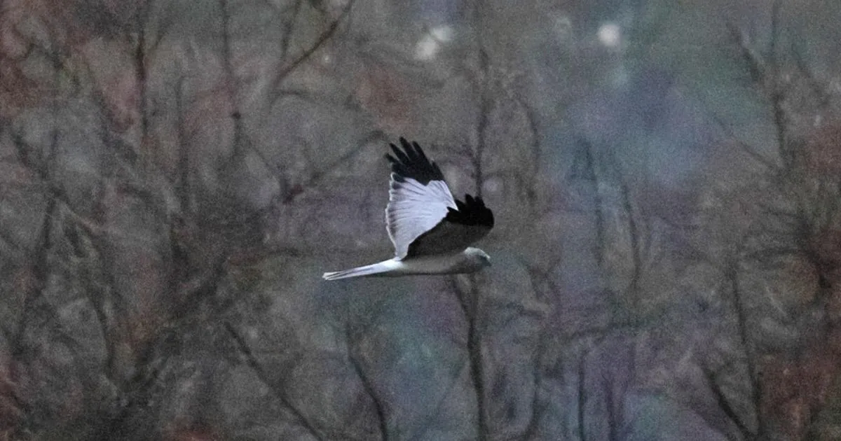 Vzácní dravci se vrací do arundelské rezervace