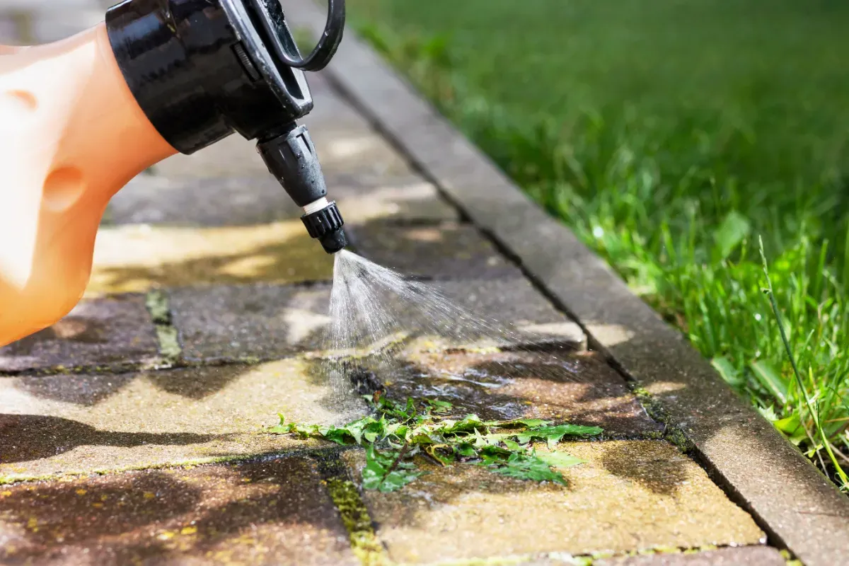 Boj s plevelem: jak tekutý mycí prostředek překonává ocet