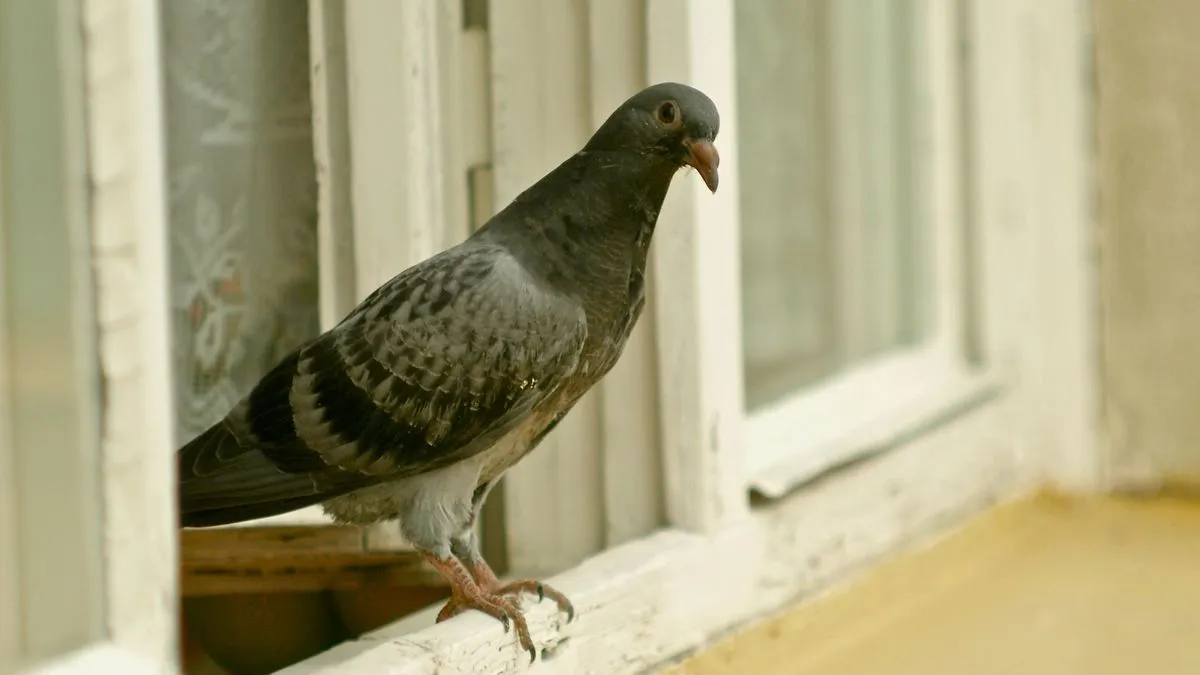 Holub u vás na zahradě : co to může znamenat?