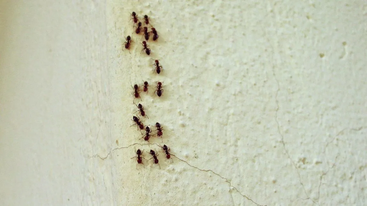 Mravenci v domácnosti: problém, nebo nějaká symbolika?