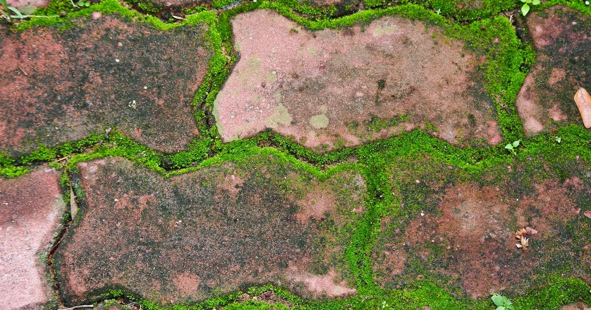 Jak se rychle zbavit mechu na terase a příjezdové cestě