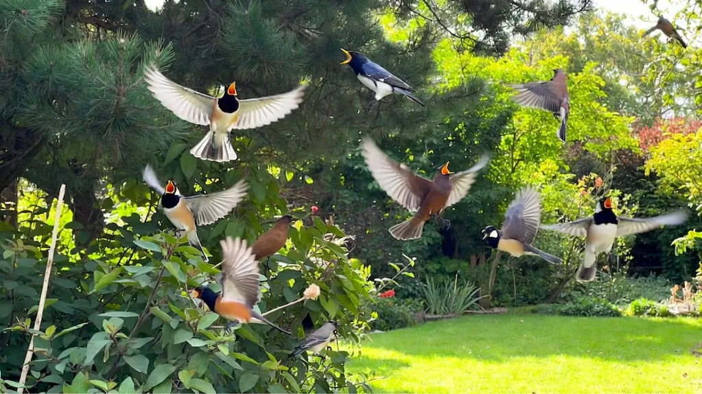 Co vám ptačí zpěv říká o vašem okolí