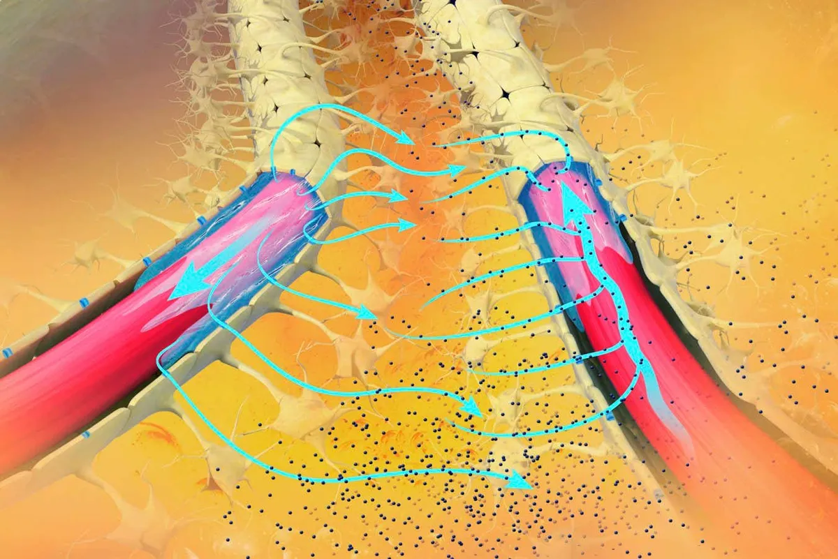 Objev léků, které zvyšují schopnost mozku odstraňovat odpad, dává naději pacientům s Alzheimerovou chorobou