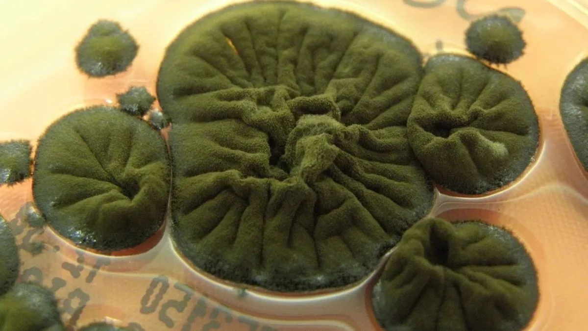 Houba z Černobylu možná získala neuvěřitelnou schopnost