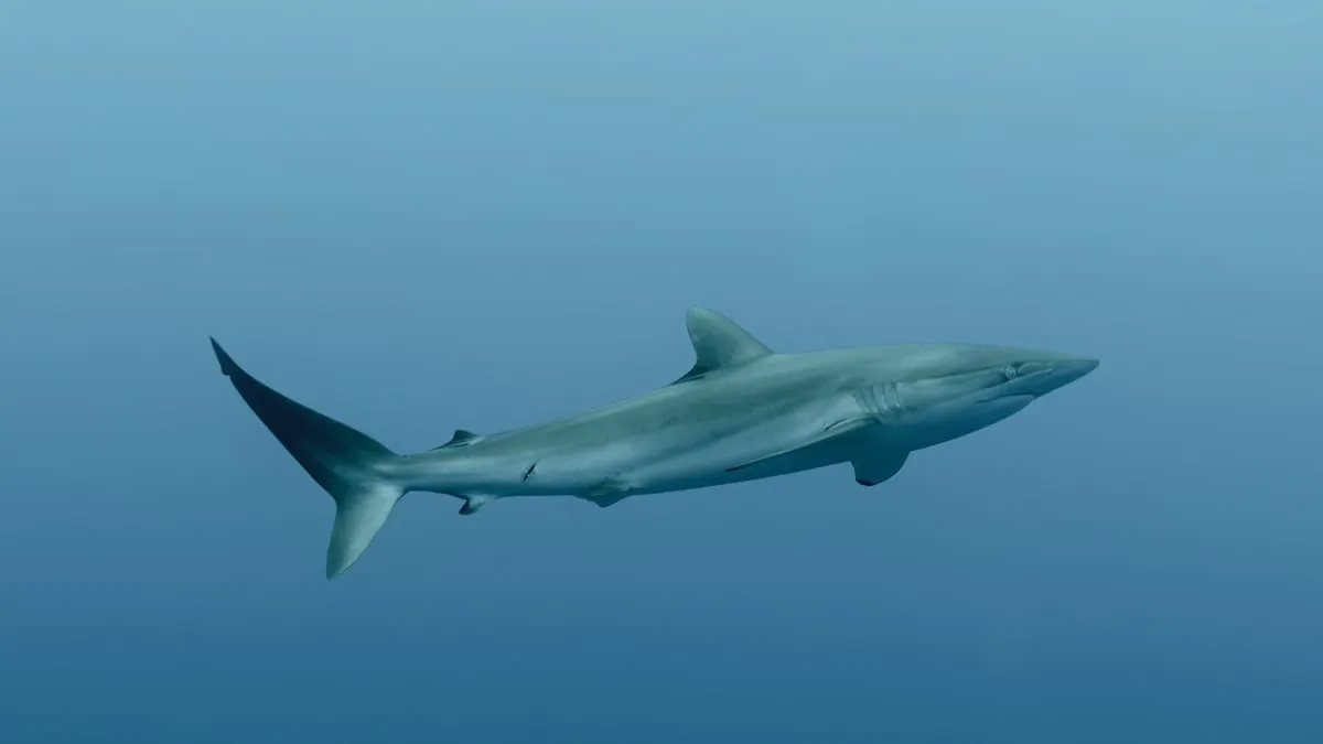 Žraločí maso prodávané jako corvina na ekvádorských trzích