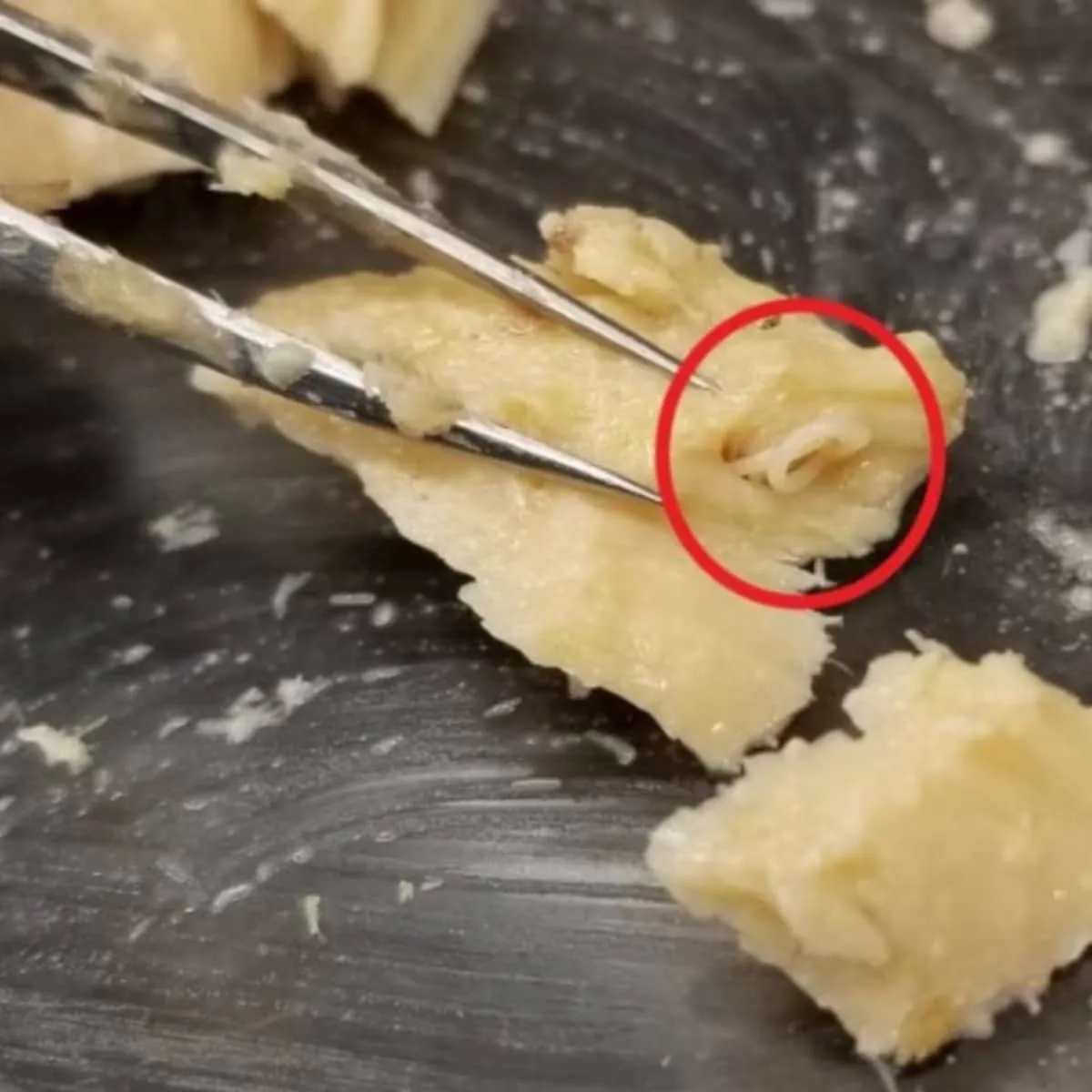 Otevření padesát let staré konzervy lososa mění pohled na mořskou vědu